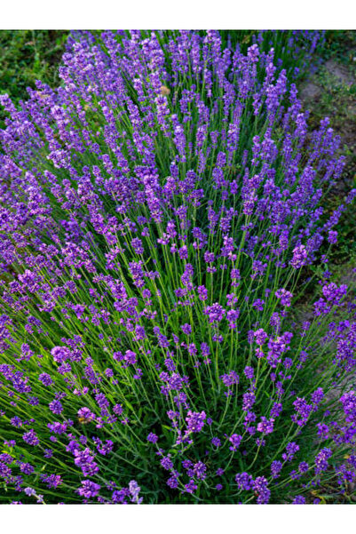 A&N Florya Vadi Canlı Lavanta Çiçeği Açık Köklü 5 Adet Yoğun Kokulu