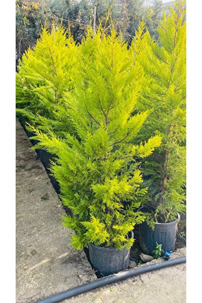 LİM 1.50 CM LİMON SERVİ ÇAM FİDANI