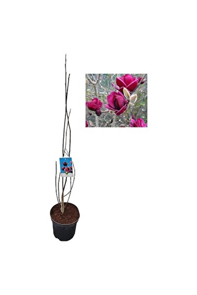 Gardenis Magnolia Genie - Ghiveci de 3 litri