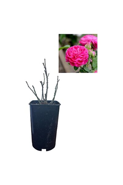 Gardenis Rose de Rescht - ghiveci de 3 litri