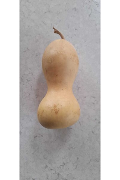 KAMBİYUM Su kabağı