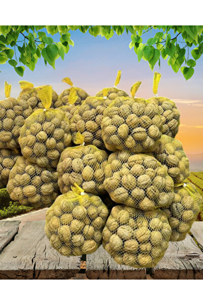 OF AYKURT ÇAY İnce Kabuklu Yerli Ceviz Yeni Mahsul Doğal Taze 5 KG 5 Adet