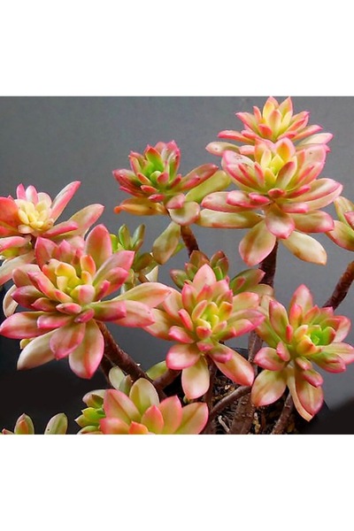 SukuLand Echeveria Minibella Variegata Kore ithal koleksiyonluk özel tür suku...