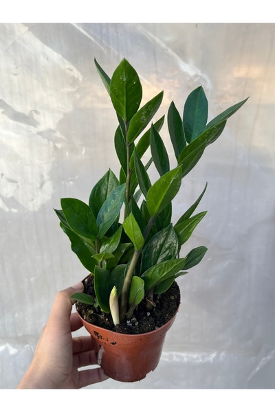 nazlı çiçekçilik Zamia Zeze Bitkisi İç mekan