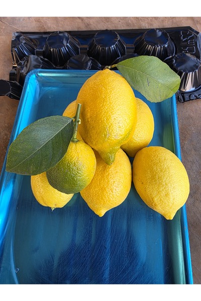 YAĞMUR FİDANCILIK Taze Limon Yeni Mahsul - 2 kg