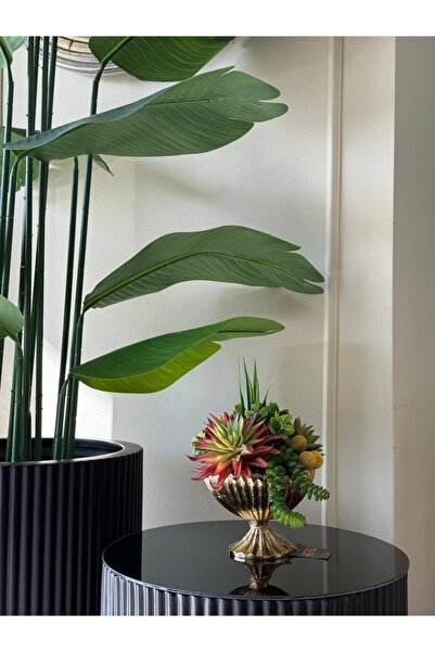 HERA DEKOR تنسيق نباتات عصارية صغير من نوع SA أزرق بلون الكوبالت