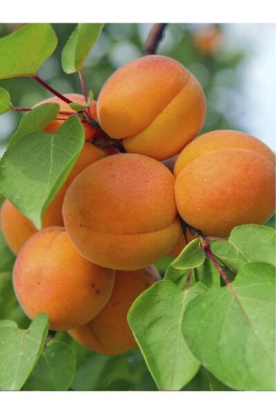 AFYONDOĞAPEYZAJ Aşılı Sertifikalı 2yaş Şekerpare Kayısı Fidanı (açık kök)