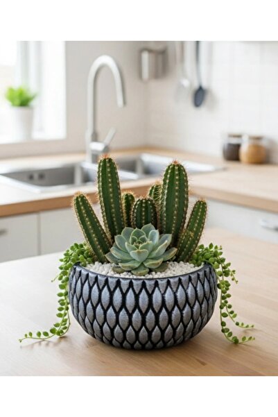 Alba Home Decor Sukulent kaktüs arajman saksı