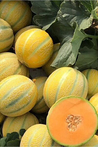 prestijiseed Eko Paket 50 Adet Gönen Tan Kavun Tohumu On Dilim Kavun Tohumu