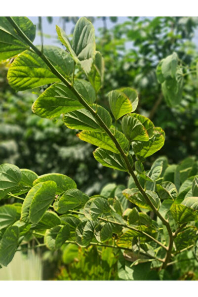 larosee African Tulip Spathodea Campanulata