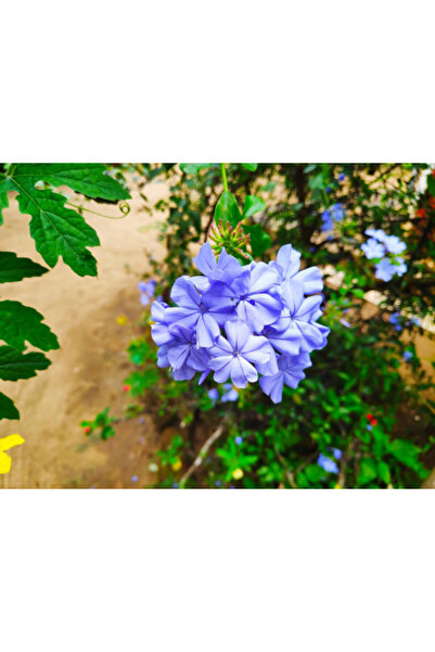 larosee بلومباغو أوريكولاتا