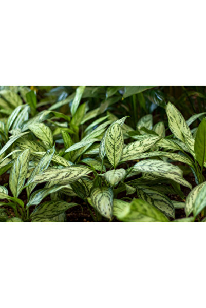 larosee أغلاونيما سيلفر كوين