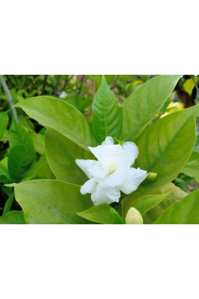 larosee Pinwheel Flower, Crape Jasmine