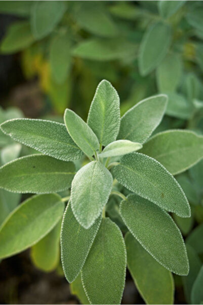 larosee Local Sage