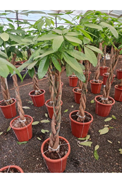 larosee باتشيرا أكواتيكا