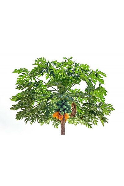 YavuzTropikalFidan PAPAYA FİDANI 3 YAŞ 170 CM (2 ADET)