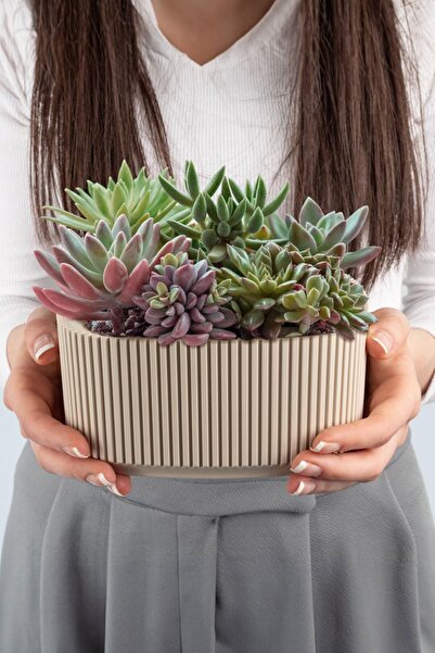 TEMMUZ HOME No 2 1,8 Litre Pera Aranjman Saksı Plastik Bitki Çiçek Saksısı