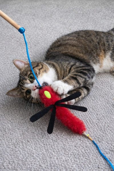 mastercat Cat Herbal Reptile Toy Happy Cat - Cat Fishing Rod