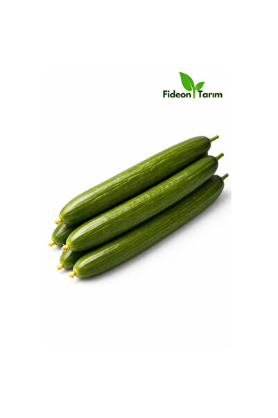 Fideon Uzun Salatalık Fidesi | Bahçe ve Saksıya Uygun – 5 Adet