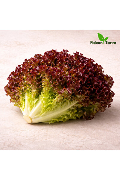 Fideon Kırmızı Marul Fidesi | Bahçe ve Saksıya Uygun – 5 Adet