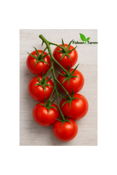 Fideon Salkım Domates Fidesi | Bahçe ve Saksıya Uygun – 5 Adet