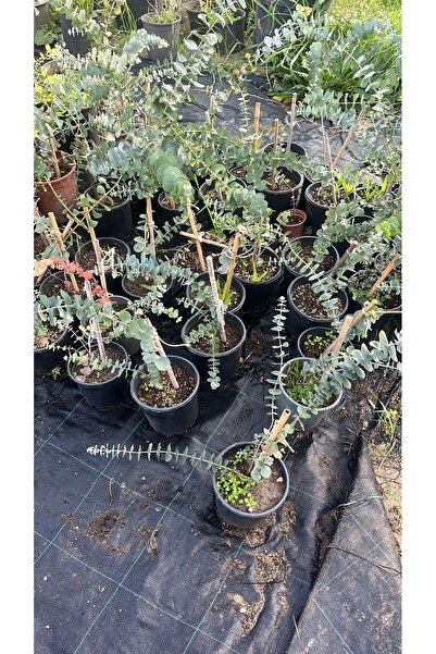 artemisiatıbbibitki Okaliptus 14 cm saksıda