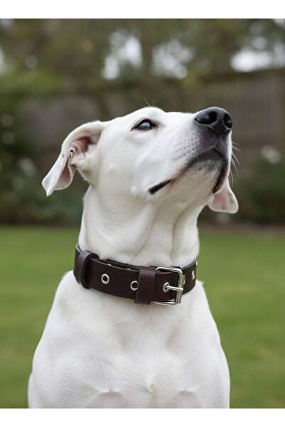 balkonda Dog Collar Adjustable Large Breed 3 cm Width Leather