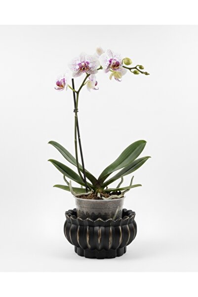 Harmony Saksı orkide saksısı teraryum saksısı