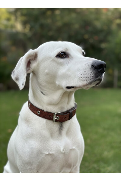 balkonda طوق للكلاب قابل للتعديل للسلالات المتوسطة بعرض 1.5 سم من الجلد