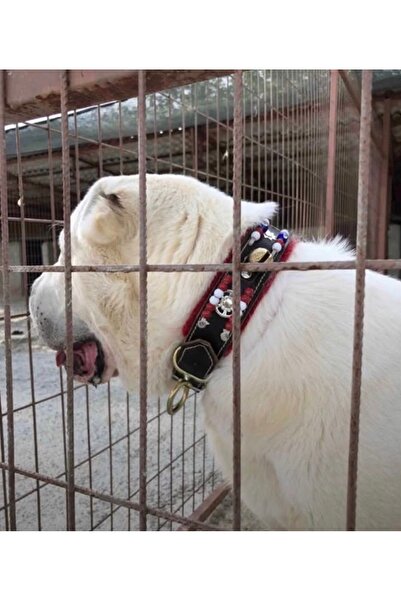 Sürmeli Tasma Kangal Köpek Tasması Hakiki Deri Tek Zilli 5 Cm Genişlik