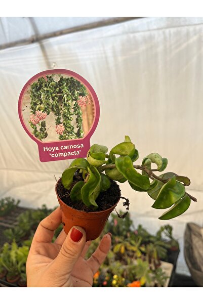 nazlı çiçekçilik Hoya Compacta Kokulu Mum Çiçeği