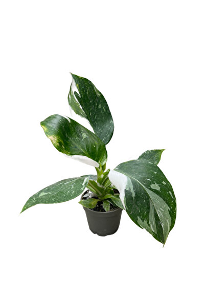 Betonish Philodendron 'White Wizard'