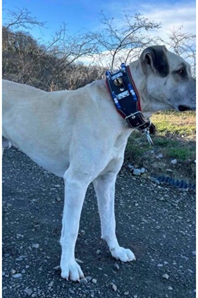 Sürmeli Tasma Kangal Çoban Köpek Tasması Hakiki Manda Derisi 2 Zilli Mavi Bey...