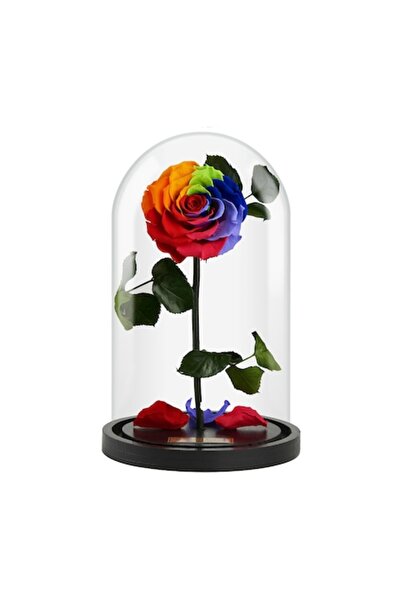 FOREVER ROSE Curcubeu 