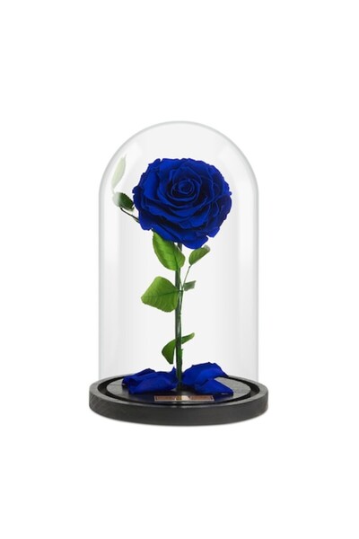 OEM Trandafir criogenat XXL Forever Rose Frumoasa și Bestia - Albastru