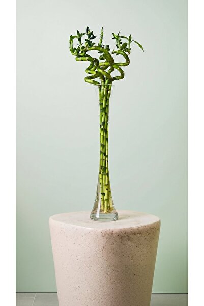 GREENVILA Şans Bambusu 6'li (DRACAENA LUCKY BAMBOO) Vazolu Set