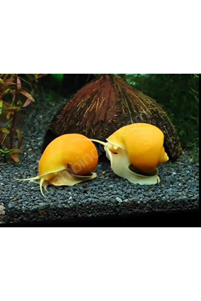 GreenPetShop & Akvaryum Altın Elma Sal yan go zu 2 Adet