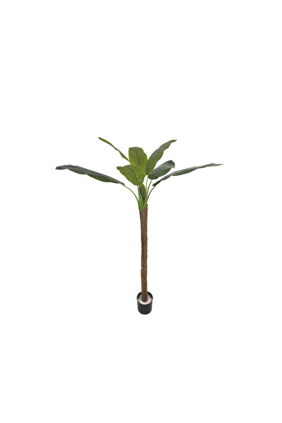 OEM Bananier cu un trunchi 160cm