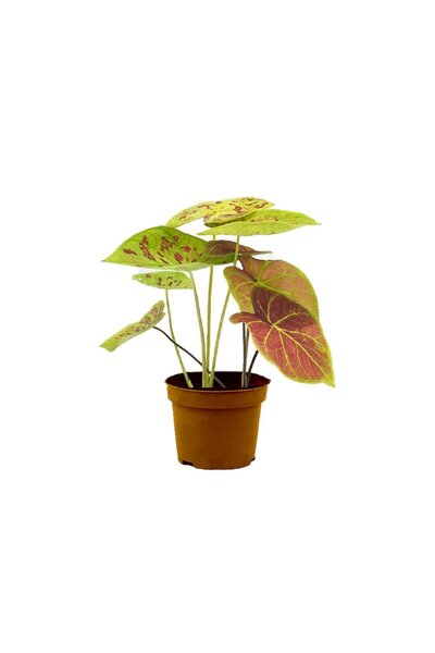gardenkoala Melek Kanatları – Caladium bicolor 8,5 cm Saksı