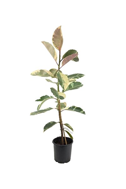 gardenkoala Kauçuk Bitkisi Tek Gövde – Ficus elastica Tineke 17 cm Saksı