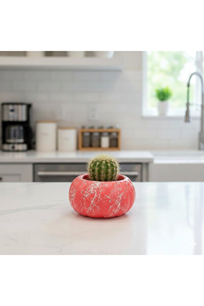 Alba Home Decor Balkabağı sukulent kaktüs arajman saksı