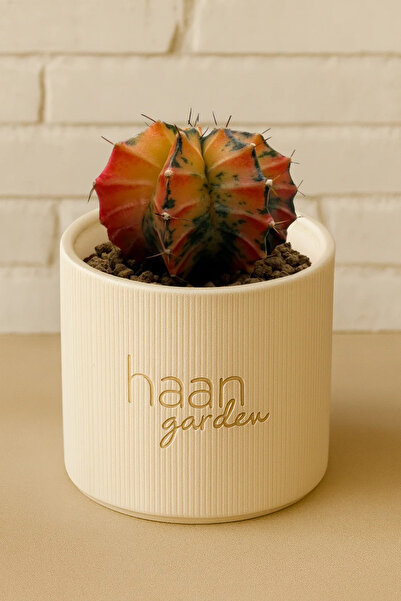 haan garden Gymnocalycium Variegata / Kaktüs