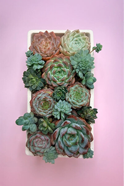 haan garden Echeveria Mix