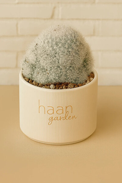 haan garden Mammillaria Candida / Kaktüs