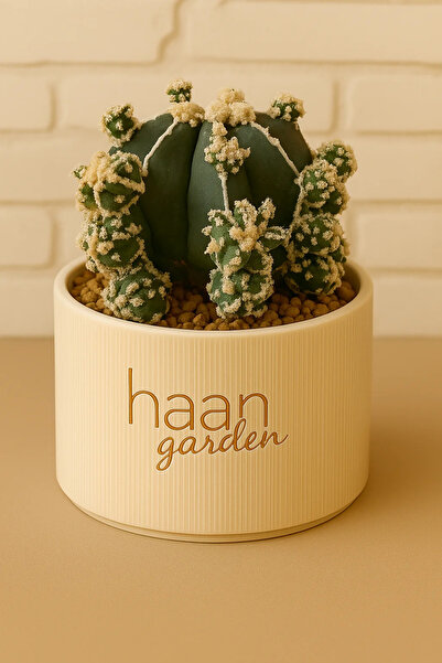 haan garden Astrophytum Myriostigma Hakujo / Kaktüs