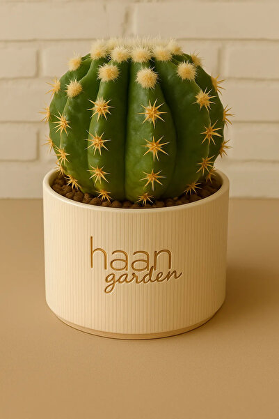 haan garden Gymnocalcium Ssp / Kaktüs