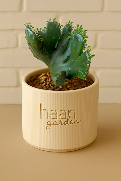 haan garden Euphorbia Leucodendron Cristat / Kaktüs