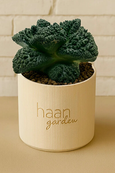 haan garden Ariocarpus Fissuratus