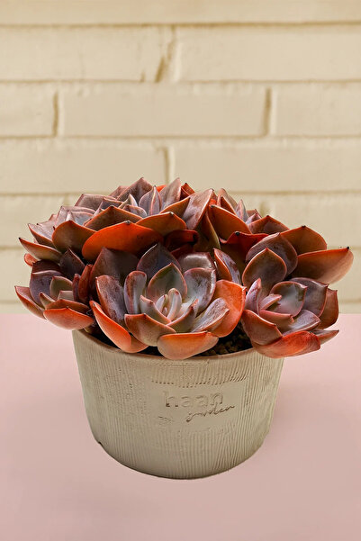 haan garden Echeveria Cassyz