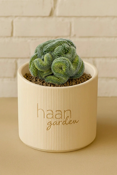 haan garden Mammillaria Spinosissima / Kaktüs